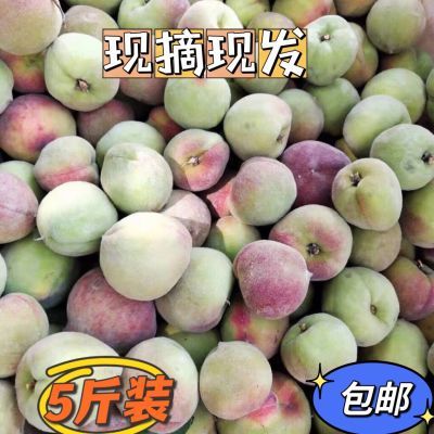 早熟三月云南毛桃新鲜桃子孕妇最爱吃酸脆口味水果腌制三斤/五斤