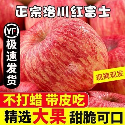 【真洛川】陕西洛川红富士冰糖心苹果当季水果新鲜包邮整箱批发