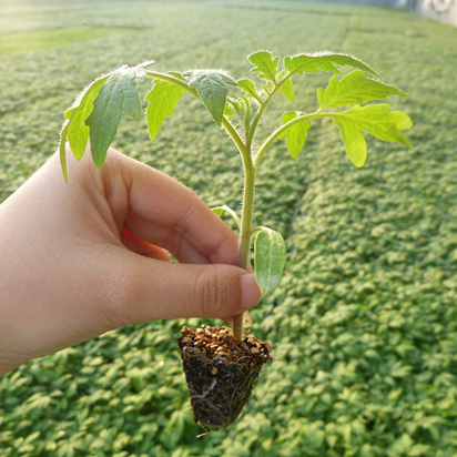 蔬菜苗辣椒苗番茄苗茄子苗黄瓜苗西瓜苗西红柿苗阳台盆栽种苗