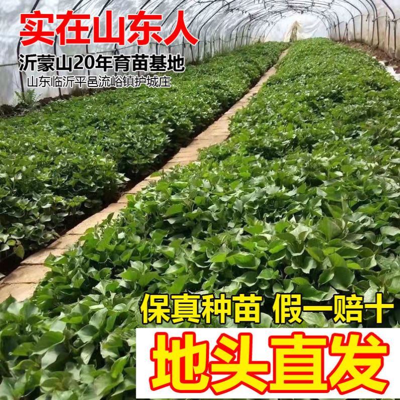 山东红薯秧苗种子地瓜苗西瓜红蜜番薯烟25蜜薯紫薯芽种苗黄玛莎莉