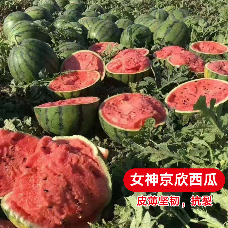 早熟嫁接西瓜苗8424苗秧种苗种子 春夏四季种植早熟西瓜果蔬菜苗