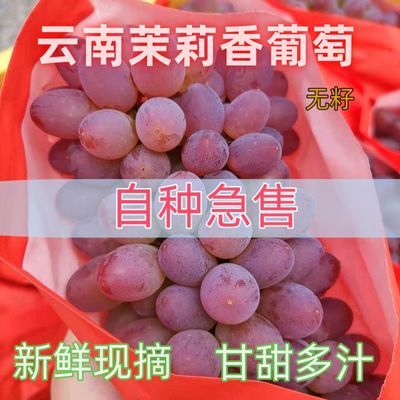 【新鲜】云南茉莉香无籽葡萄新鲜现摘自种当季新品提子葡萄包邮