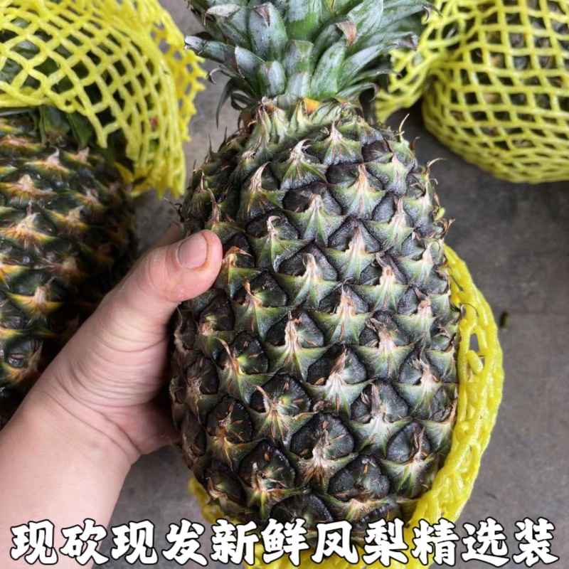 金钻凤梨新鲜水果树上熟青蜜凤梨香水菠萝特产大果手撕无眼整箱