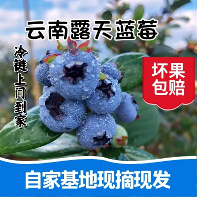 【冷链直发】云南发货新鲜露天蓝莓现摘现发宝宝辅食孕妇当季水果