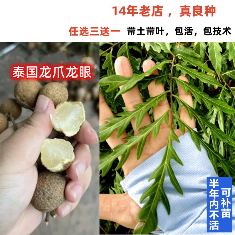 新品种四季当年结果泰国龙眼树苗龙爪龙眼桂圆嫁接苗盆栽地栽