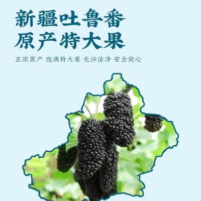 新疆野生桑椹吐鲁番桑葚干天然干果无添加特级头茬黑桑葚干零食