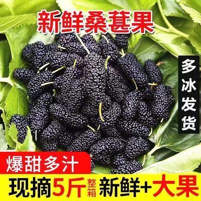 整箱桑葚大果当季孕妇果黑桑葚新鲜甜桑椹批发凉山桑椹泡酒桑葚膏