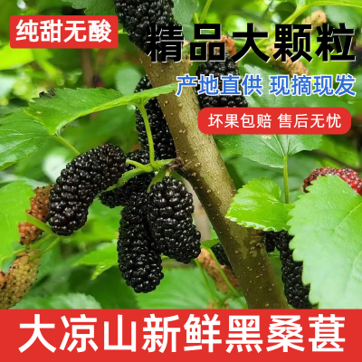 纯甜】大凉山桑葚新鲜水果农家种植黑桑葚果现摘泡酒酵素非桑葚干