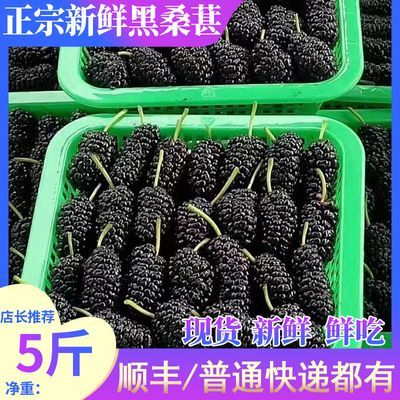 四川热卖现摘新鲜桑葚精选黑桑葚果野生食用黑桑葚鲜果桑椹果免洗