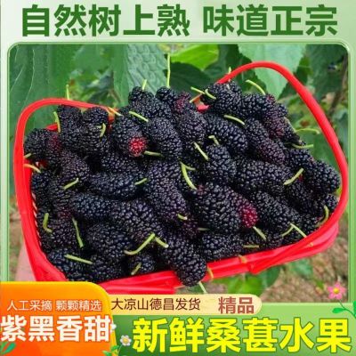 大果桑葚新鲜整箱桑葚鲜甜桑葚泡酒桑葚膏批发黑桑葚免洗鲜吃桑葚