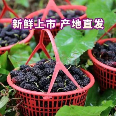 【新品】桑葚新鲜甜桑葚整箱孕妇水果整箱黑桑葚批发现摘鲜桑果