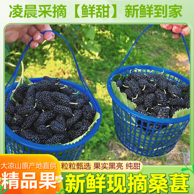 当季新鲜桑葚现摘黑桑椹水果批发桑葚泡酒桑葚膏鲜吃大果桑葚整箱