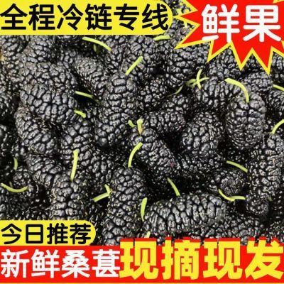 新鲜桑葚现摘现发黑桑椹干特级无沙泡酒泡茶孕妇水果酵素桑果桑枣