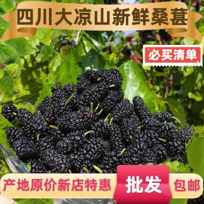 四川凉山即食新鲜桑葚现摘现发水果黑桑椹酵素泡酒熬膏酱原浆鲜果