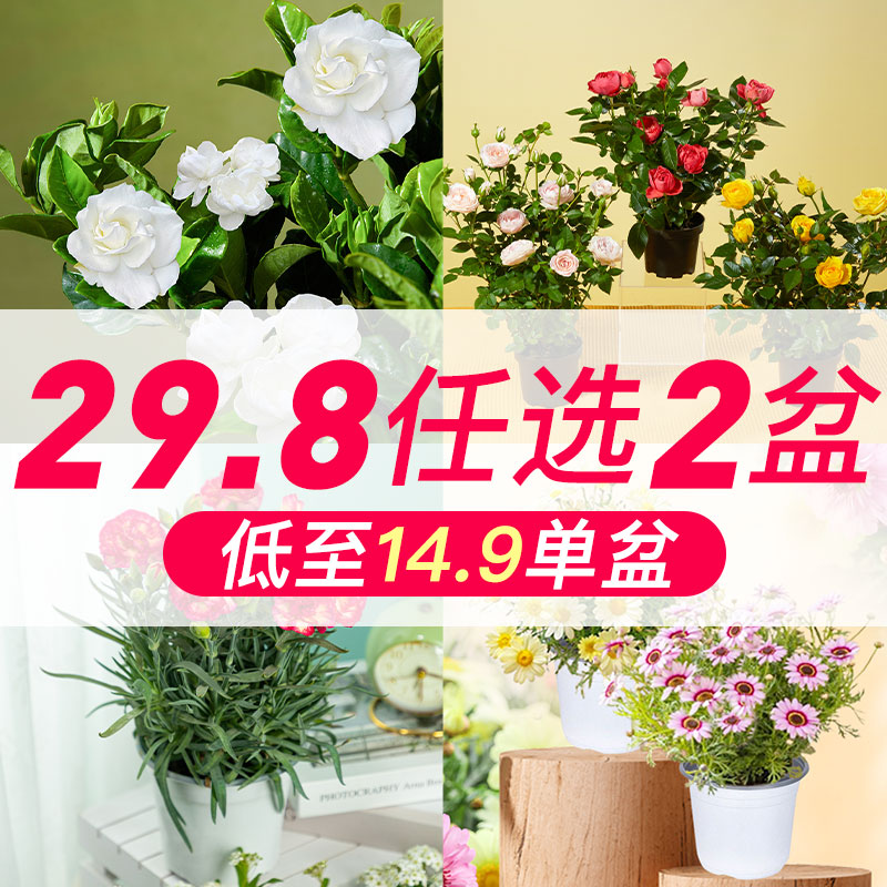 【29选2】绿植多头玫瑰盆栽栀子花绿植花卉云南基地直发康乃馨