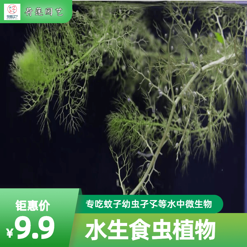 【黄花狸藻】食虫植物水生绿植吃蚊子幼虫孑孓等水中微生物好养活