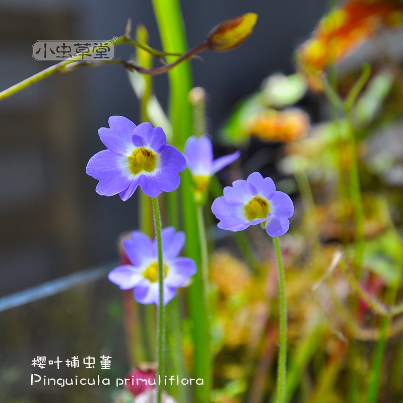 樱叶捕虫堇小虫草堂食虫植物盆栽重瓣绿植办公室花卉水培捕蝇草吃