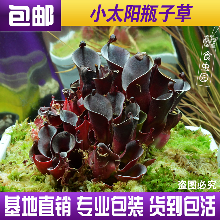 【小太阳瓶子草 H.minor】稀有食虫植物 适合造景 趣味绿植盆栽