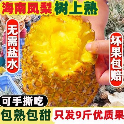 【树上熟】正宗海南金钻凤梨新鲜水果手撕无眼凤梨超甜非菠萝批发