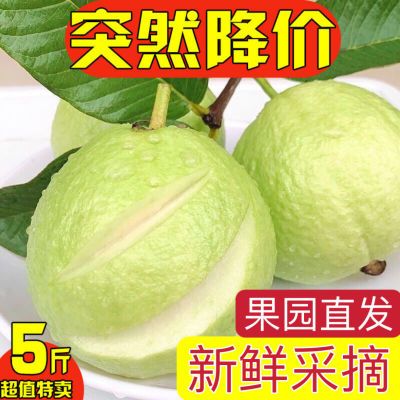 广西现摘白心芭乐番石榴 新鲜热带当季1/3/5斤装甜脆芭乐包邮