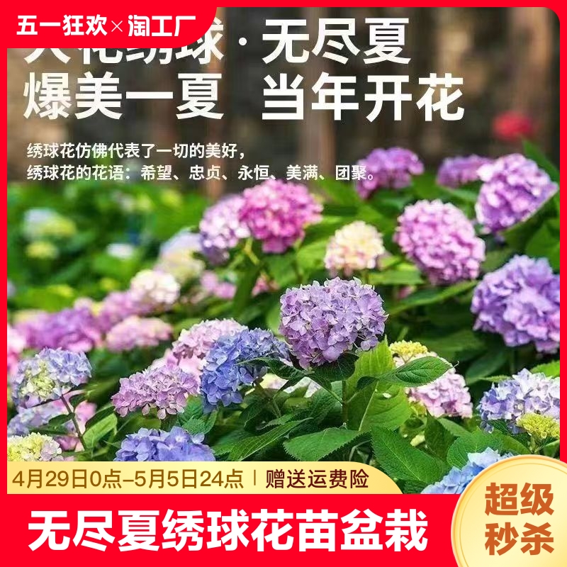 无尽夏绣球花苗盆栽老桩室内花卉玫瑰花苗四季开花好养绿植物阳台