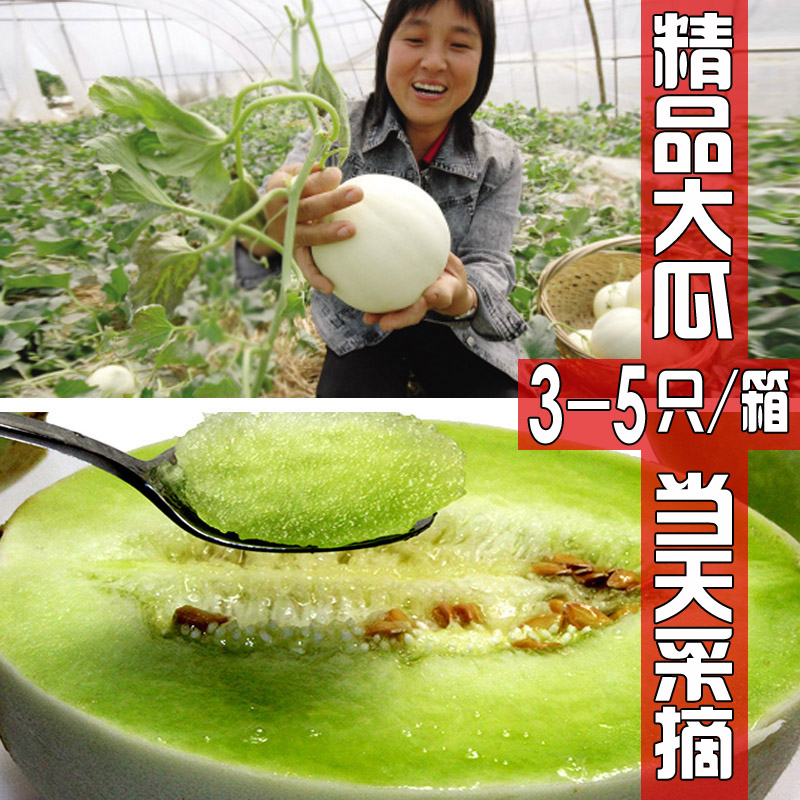 上海南汇玉菇甜瓜玉茹香瓜蜜瓜绿宝冰激凌绿肉小甜瓜新鲜当季现摘