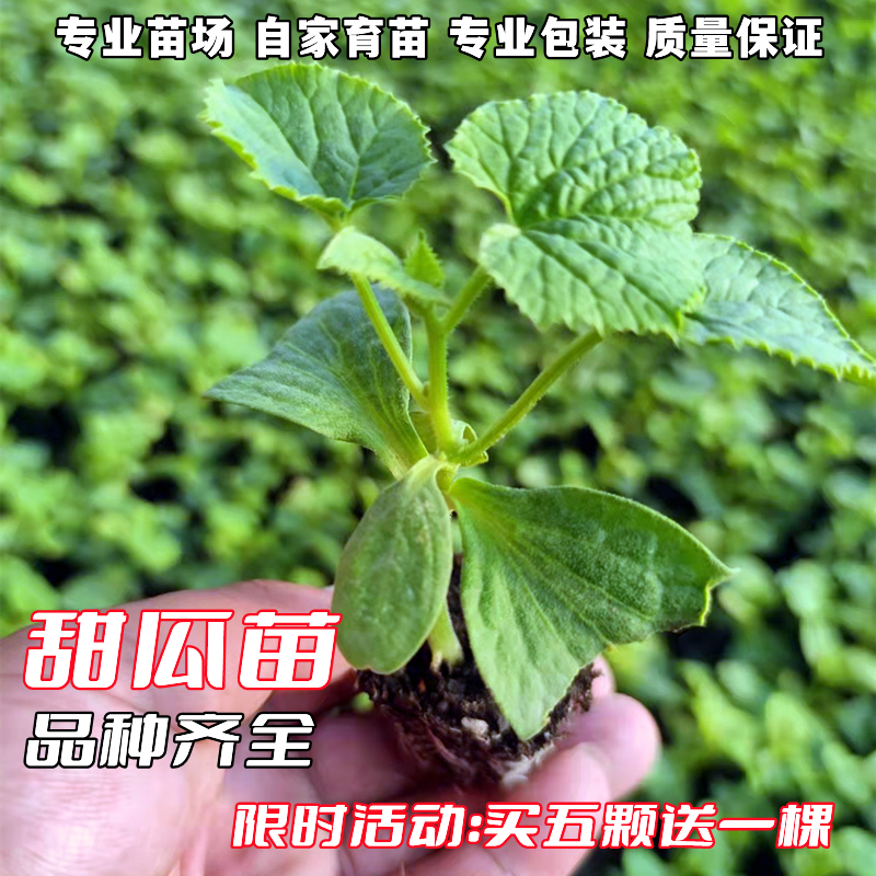 甜瓜苗绿宝石羊角蜜水果种苗香甜瓜大全超甜阳台庭院菜园盆栽四季