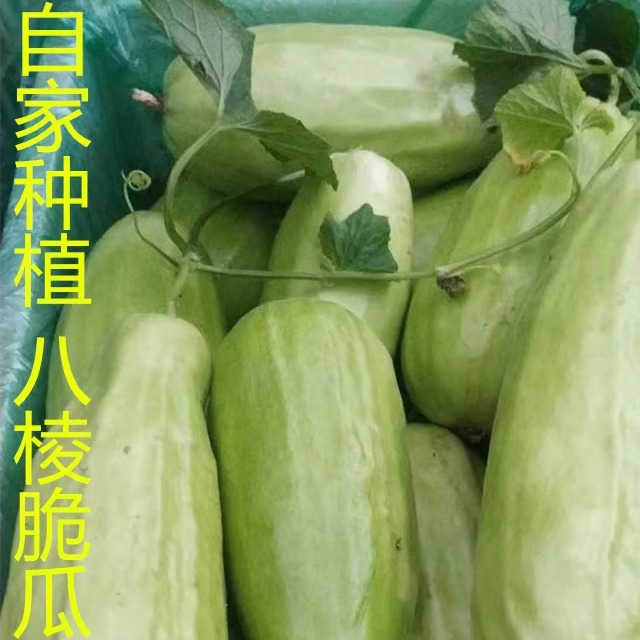 山东八棱脆瓜菜瓜烧瓜捎瓜青龙瓜不甜水果非甜瓜新鲜现摘顺丰速运